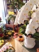 栃木県宇都宮市の花屋　花裕生花店
