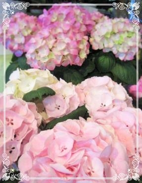 母の日｜「花裕生花店」　（栃木県宇都宮市の花キューピット加盟店 花屋）のブログ