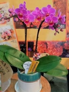 9月18日は、敬老の日です｜「花裕生花店」　（栃木県宇都宮市の花キューピット加盟店 花屋）のブログ
