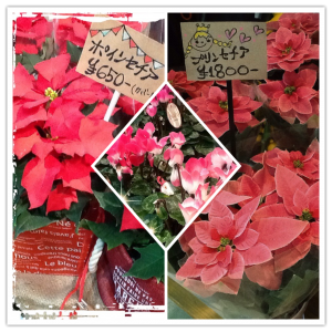 鉢物が入荷しました｜「花裕生花店」　（栃木県宇都宮市の花キューピット加盟店 花屋）のブログ