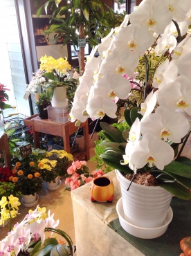「花裕生花店」　（栃木県宇都宮市）の花屋店舗写真3